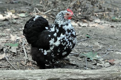 Matilda Our Bantam Mottled Cochin Chickens And Roosters Chicken