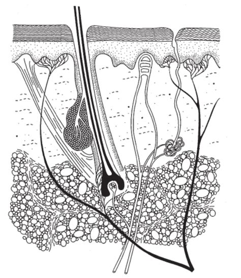 [3E Biology] [Revision] 11 The Skin Diagram | Quizlet