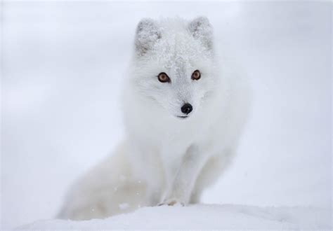 Baby Arctic Fox Wallpapers - Top Free Baby Arctic Fox Backgrounds ...