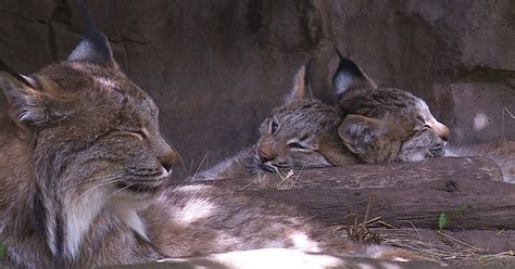 Baby Animals Take Over The Minnesota Zoo! - CBS Minnesota