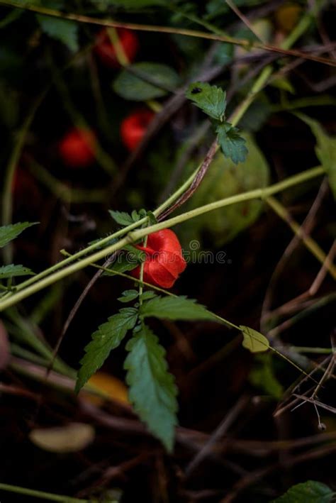 Physalis Alkekengi Fruta Vegetal Cruda Silvestre Planta Comestible