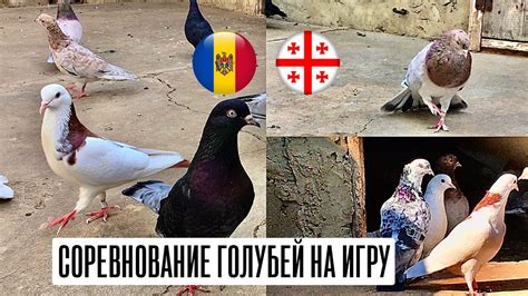 Соревнование по бойным голубям. Бой бакинских голубей Молдавия🇲🇩 - 🇬🇪 ...