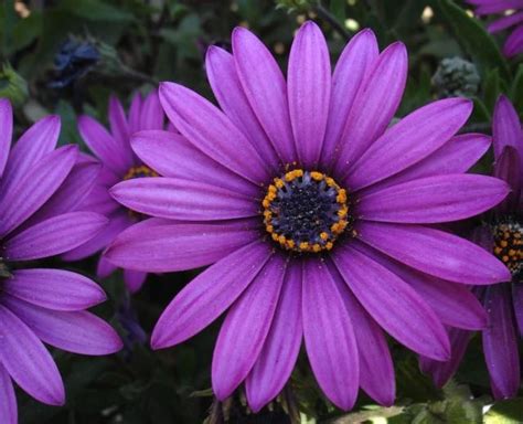 Purple Flowers With Yellow Centers In The Middle