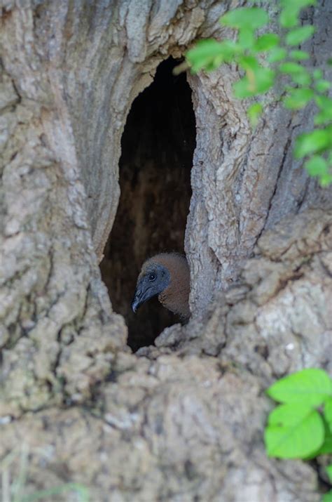 Black Vulture Chick 5045 Photograph By Jerry Owens Pixels