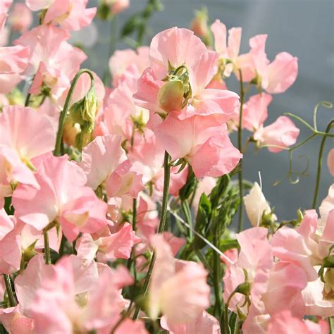 Душистый горошек Sweet Peas Spring Sunshine Nancy семена | Srezano