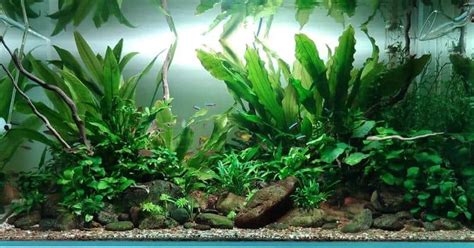 Java Fern Microsorum Pteropus Aquarium Plant Care Guide Off