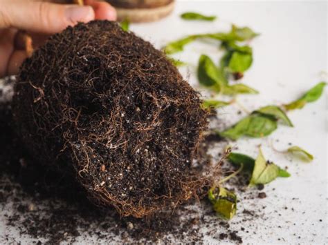 How To Identify Fix And Prevent Root Rot Smart Garden Guide