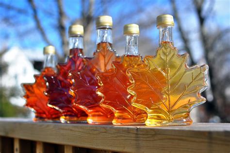 Exploring Natural Sweeteners : Maple Syrup – NerdDNA