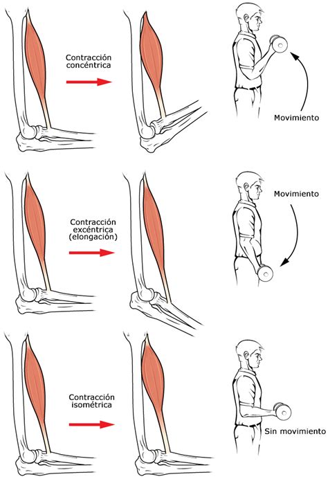 Fisioterapia de la Serna Qué es una contracción muscular