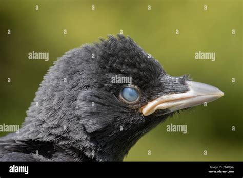 Bird Third Eyelid Protective Membrane Hi Res Stock Photography And