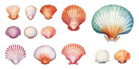 Premium Vector Set Of Watercolor Seashells Isolated On White