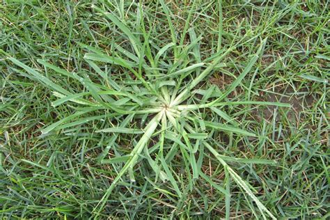 Got Crabgrass We Have A Solution