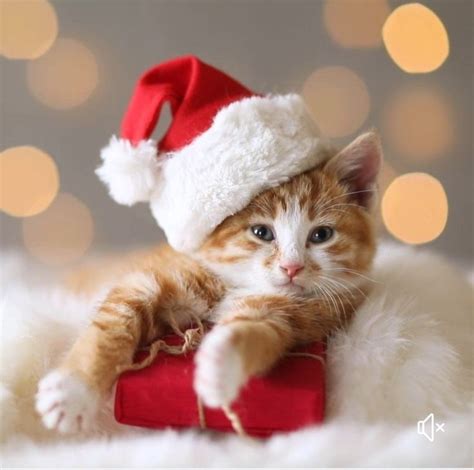 christmas icons pfp cat cat in christmas hat pfp christmas cat pfp ...