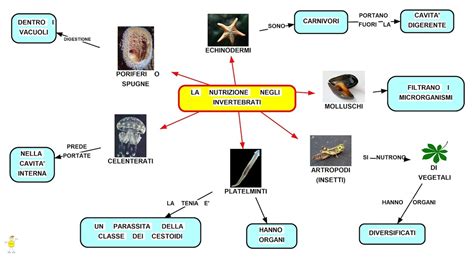 Invertebrati Mrs Noceto S Classroom