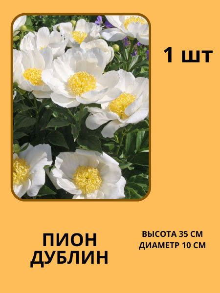 Пионы Корни Пионов - купить по выгодным ценам в интернет-магазине OZON ...