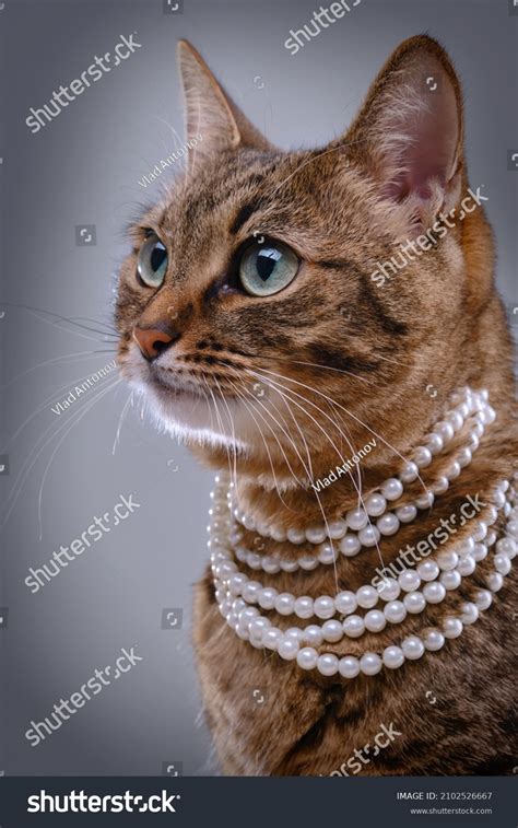 5500 Jewelry Cat Images Stock Photos And Vectors Shutterstock