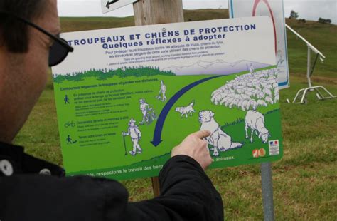 Hautes Vosges Hautes Vosges Trois chiens de montagne des Pyrénées ou