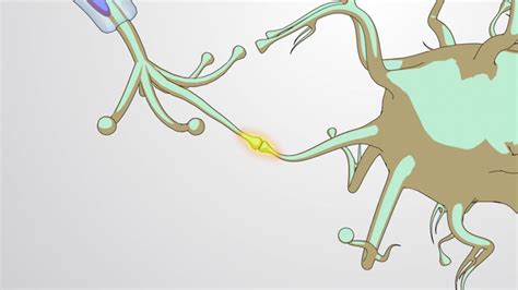 Neurons, Synaptic Signaling and Neurotransmitters - Concept | Biology ...