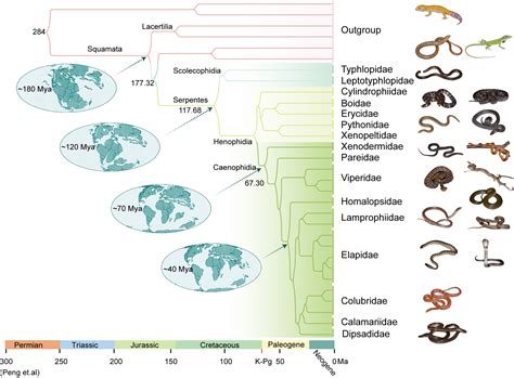 Snake genome database 
