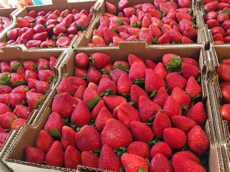 2017 Florida Strawberry Festival | Florida Strawberry Grower Wish Farms