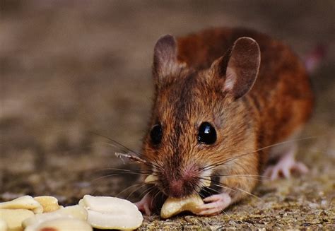 Cómo Preparar A Un Ratón Doméstico Para El Invierno Roedores Domésticos