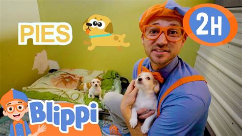 Opieka nad zwierzętami Blippi po polsku Nauka i zabawa dla dzieci