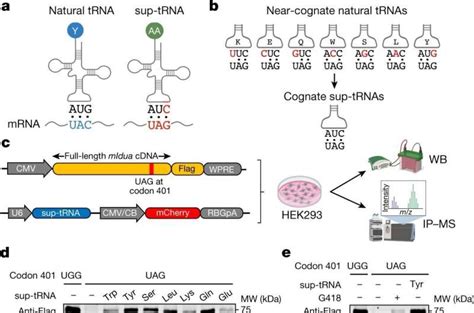 Research Supports Development Of New Suppressor TRNA Based Gene Therapies