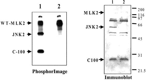 Activated JNK Phosphorylates The C Terminal Domain Of MLK2 That Is