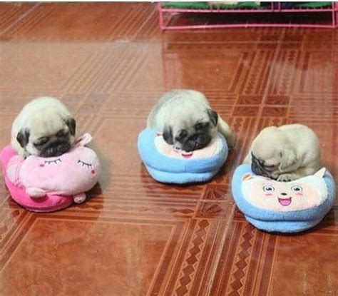 Pictures Of Cute Baby Pugs