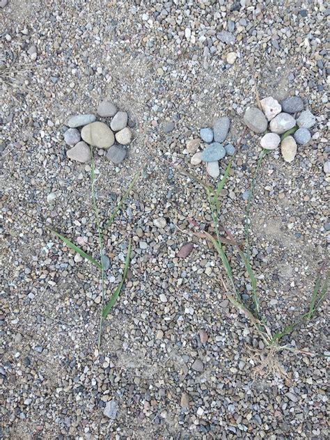 Blog De Clase De Infantil Aaron Y Sus Dibujos Con Piedras Y Palos