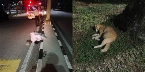Motorcyclist Dies In Tragic Accident After Hitting A Cat On The Road ...
