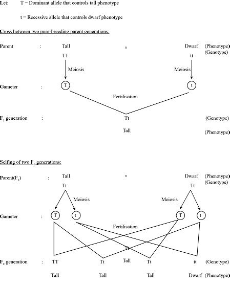 Use A Diagram To Explain Mendels Principles Of Dominance And