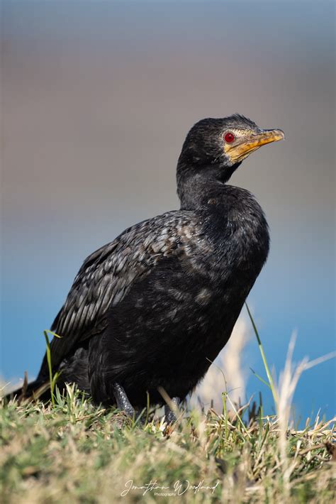 Reed Cormorant Chobe N P Botswana Jonathan Woodland Flickr