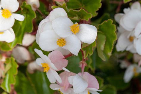 Begonia Baby Wing White Bild Kaufen 14032541 Gartenbildagentur