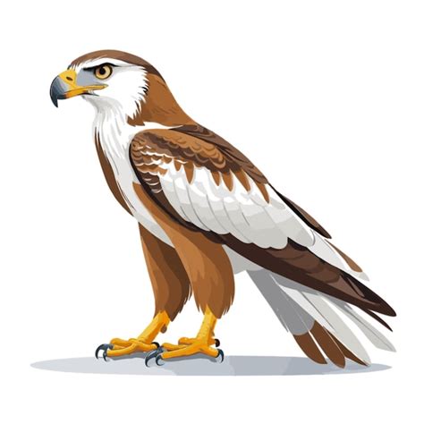 Premium Vector Falcon Vector On A White Background