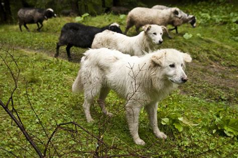 Perro Pastor Y Ovejas En Un Prado Subalpino Foto De Archivo Imagen De