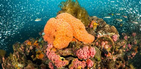 Bad Break Up In Warm Waters Why Marine Sponges Suffer With Rising