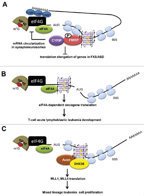 Schematic Illustration Of The Functions Of Rna Binding Proteins That