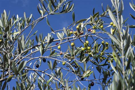 La Flamb E Des Prix De L Huile D Olive Inqui Te L Espagne