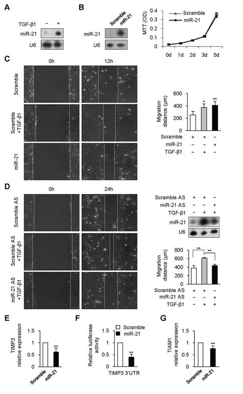 Tgf Upregulated Mir Expression To Promote Keratinocyte Migration