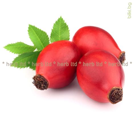 Шипка люспа за шипков мармалад и чай Rosa canina 100 гр | онлайн ...