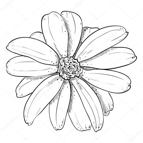 Flower Outline Drawing Vector Best Flower Site