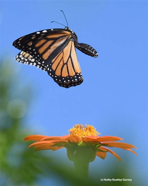 Winter Monarchs Thankfully Theyre Out There Bug Squad Anr Blogs