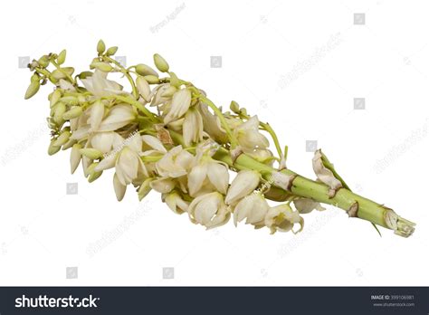 Izote Cactus Yucca Plant Guatemala Yucca Foto De Stock 399106981