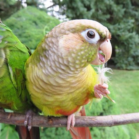 Yoshi The Cinnamon Green Cheek Conure Playing With A Feather By