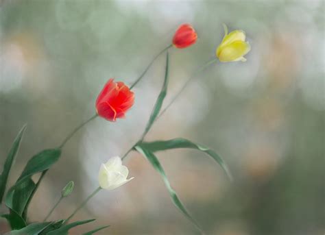 Tulip Dancers Photograph By Joan Han Fine Art America