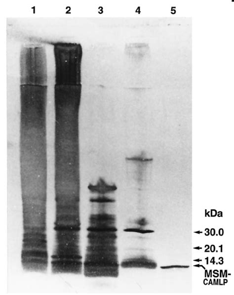 Sds Page Analysis Of The Puri Fi Cation Of M Smegmatis Camlp