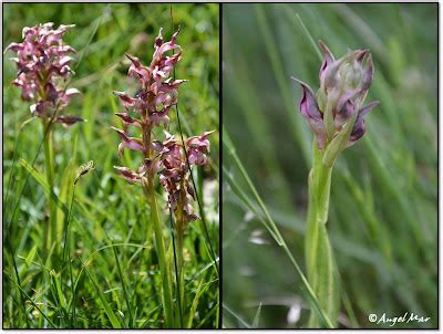 Orqu Deas Blog De Angel Mar Herorchis Coriophora Anacamptis