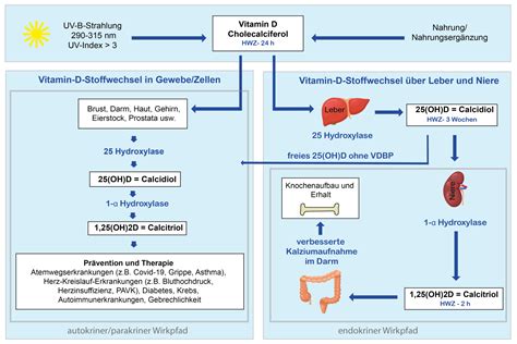 Vitamin D Stoffwechsel Sonnenallianz