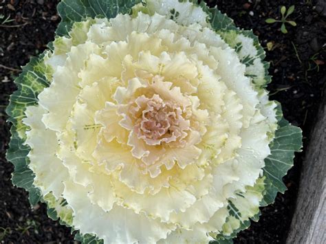 Growing Winter Ornamental Cabbage St Supéry Estate Vineyards Winery